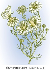 Vector image of branch wild chamomile with butterfly