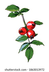 Vector image of a branch of wild rose. Botanical sketch of red rose hips and green leaves. Bright berries are hand-drawn