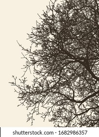 Vector image of branches deciduous tree in cold season