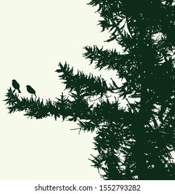 Vector image of branches silhouettes of fir tree with birds
