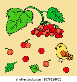 Vector image of branches of viburnum and birds. The drawing was done by hand.
