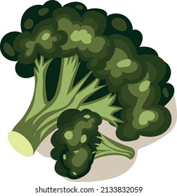 Vector image of broccoli. Broccoli. A piece of broccoli. Green broccoli.