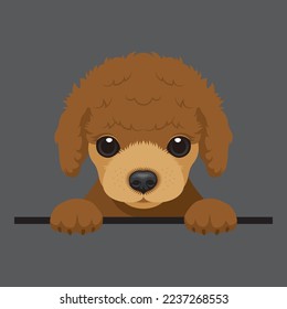 Vector image of a brown poodle dog. Cute Puppy
