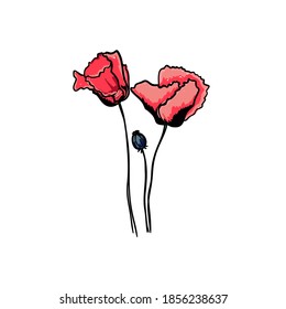 Vector image of buds of red poppies and poppy boll. Hand-drawn wildflower. Botanical sketch of poppies