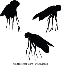 Vector Image - bug fly silhouette isolated on white background
