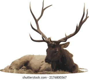 Vector Image of a Bull Elk With Large Antlers 