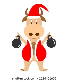 Vector image of a bull in a santa claus costume. The bull goes in for sports and holds weights in his hands