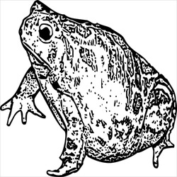 Vector, Image Of Bullfrog, Black And White Color, Transparent Background