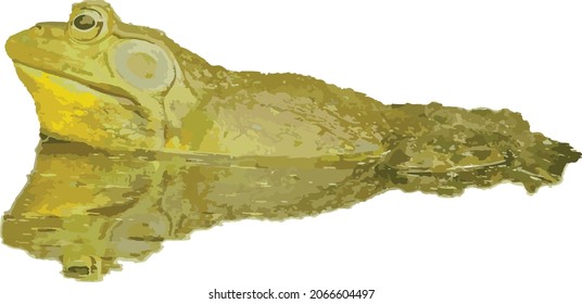 Vector Image of a Bullfrog Frog Resting in Water With a Reflection 