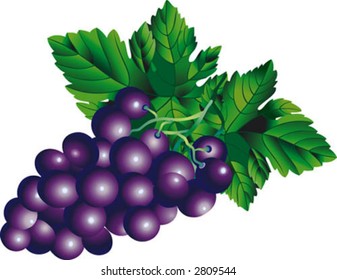 Vector image of a bunch of grapes. Edited in CMYK colors and ready for printing