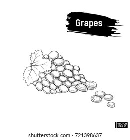Vector image. Bunch of grapes is a hand draw. Sketch of grapes