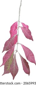 Vector Image of a Burning Bush Plant Branch with Red Fall Leaves