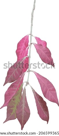 Vector Image of a Burning Bush Plant Branch with Red Fall Leaves