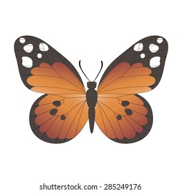 Vector image of the butterfly. isolated butterfly.  Butterfly on a white background. The orange butterfly