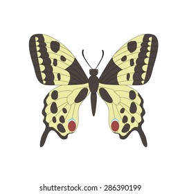 Vector image of the butterfly. isolated butterfly.  Butterfly on a white background.