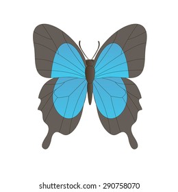 Vector image of the butterfly. isolated butterfly.  Butterfly on a white background.