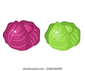 Vector image of cabbage. The concept of a healthy diet and lifestyle. A ripe and delicious product. A bright element for your design