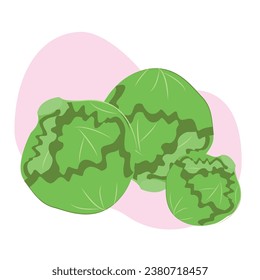 Vector image of cabbage heads. Vegetable set of fresh cabbage.