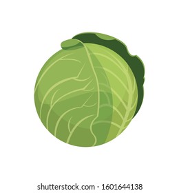
Vector image of a cabbage on a white background.