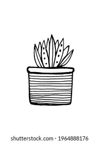 vector image of a cactus in a pot. Doodles. Print for textiles, covers, calendars