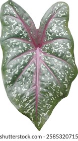 vector image of caladium leaves, realistic as an object for inspiration in fine art or used art