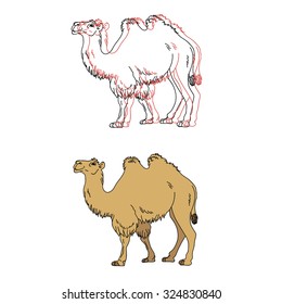 Vector image of a camel, 2 options