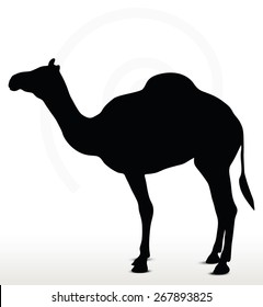 Vector Image - camel in default pose  isolated on white background