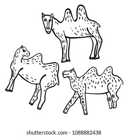 Vector image of a camel isolated object on a simple background