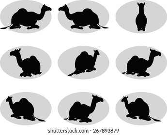 Vector Image - camel in Sitting pose  isolated on white background