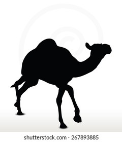 Vector Image - camel in Trotting pose  isolated on white background
