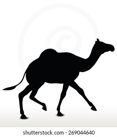 Vector Image - camel in Trotting pose  isolated on white background

