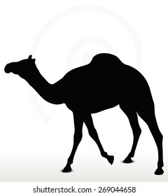 Vector Image - camel in Walking pose  isolated on white background