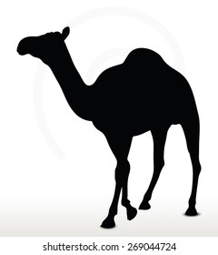 Vector Image - camel in Walking pose  isolated on white background
