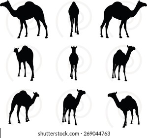 Vector Image - camel in Walking pose  isolated on white background
