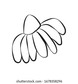 

Vector image of a camomile flower. Black and white image, doodle picture, illustration for sites, posters about herbs and nature.