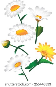 The vector image of the Camomile on a white background.