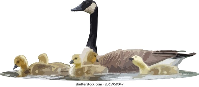 Vektorbild eines Kanadas mit Baby-Bird-Goslings  