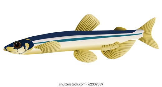 vector image of capelin