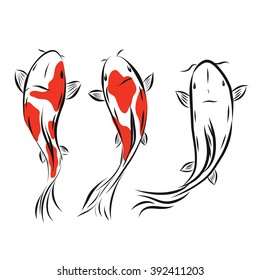 Vector image of an carp koi on white background