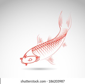 Vector image of an carp on white background