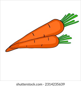 vector image of carrot orange root vegetable