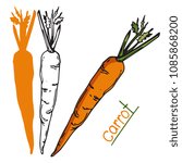 Vector image of carrot red and linear