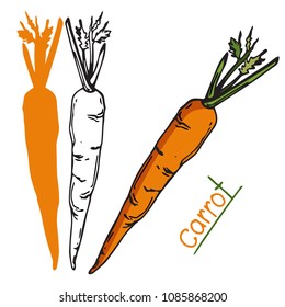 Vector image of carrot red and linear