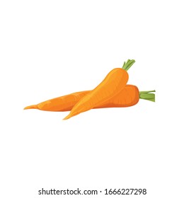 
vector image of carrots on a white background. Ingredient for your dish.