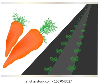 Vector image of carrots and its sprouts on the field for design of packages, leaflets, sites