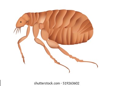 Vector Image Of A Cartoon Brown Flea