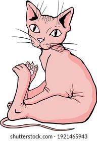 
Vector image of a cat with big eyes
