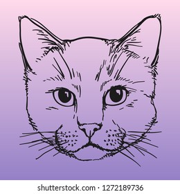 Vector image of a cat. Hand drawing.