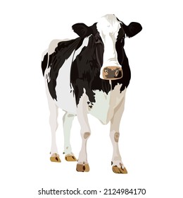 vector image of a cattle cow on a white isolated background, vector realistic cow in black and white spots on a white isolated background