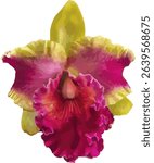 vector image of a Cattleya orchid flower on a isolated